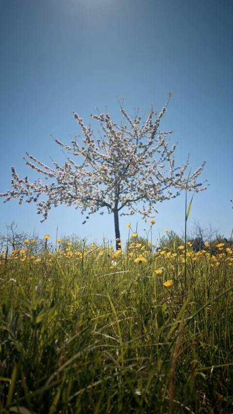 Blossoming Cherry Tree in a Meadow of Yellow Wildflowers Stock Footage 334134887