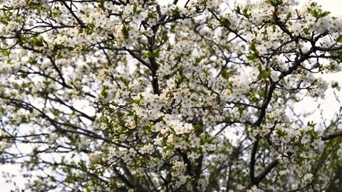 Blossoming cherry tree, move in the wind Stock Footage 194328155