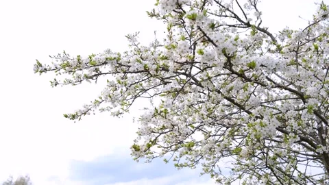 Blossoming cherry tree, move in the wind. Delicate white flowers Vidéo 195353894