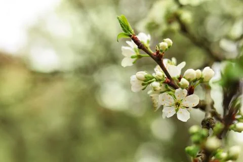 Blossoming cherry tree outdoors on spring day, closeup. Space for text Stock Photos