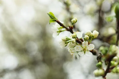 Blossoming cherry tree outdoors on spring day, closeup. Space for text Stock Photos