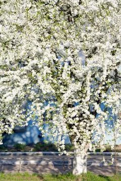 Blossoming cherry tree Stock Photos