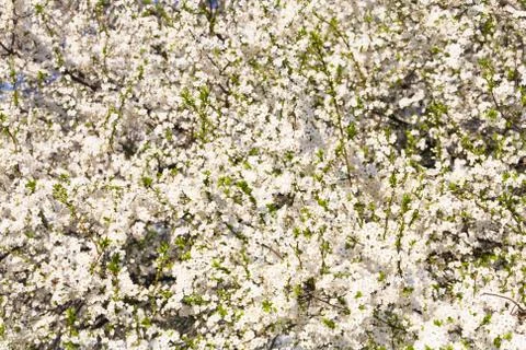 Blossoming cherry tree Stock Photos