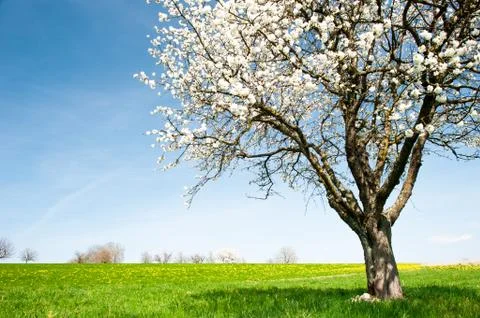 Blossoming cherry tree Foto stock