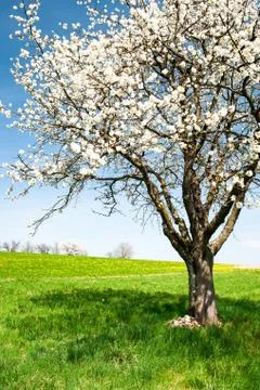 Blossoming cherry tree Foto stock
