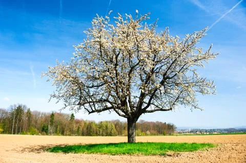 Blossoming cherry tree Stock Photos