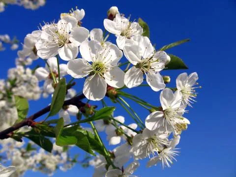 Blossoming cherry-tree Stock Photos