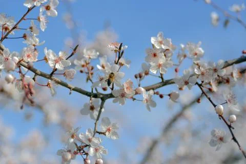 Blossoming cherry tree Stock Photos