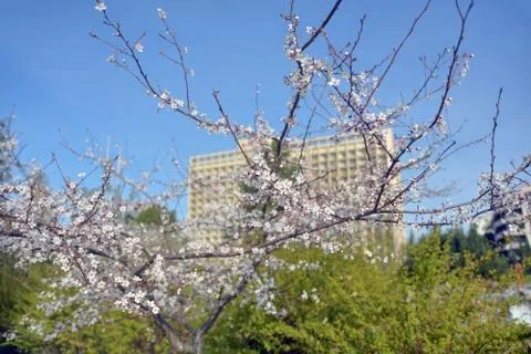 Blossoming cherry tree Stock Photos