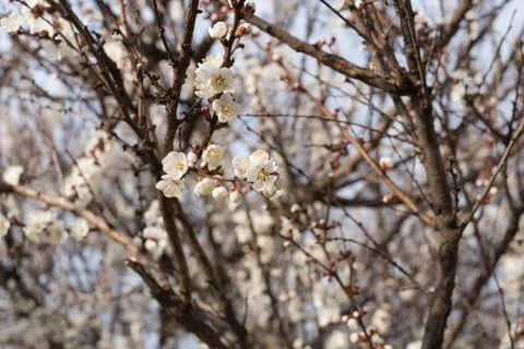 Blossoming cherry tree. Stock Photos