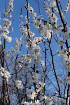 Blossoming cherry tree. Stock Photos