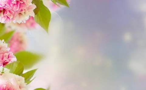 Blossoming Cherry tree Stock Photos