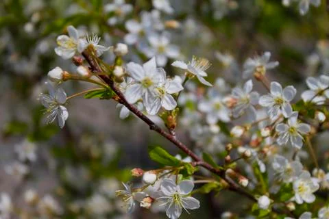 Blossoming of the cherry-tree. Stock Photos