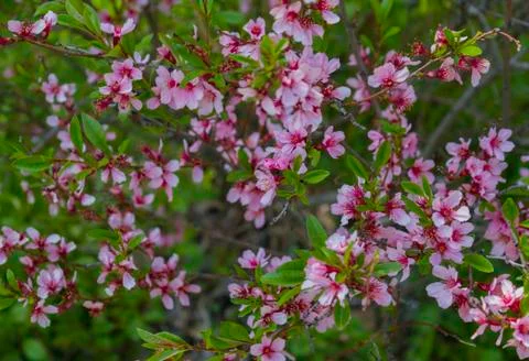 Blossoming of the cherry-tree. Stock Photos