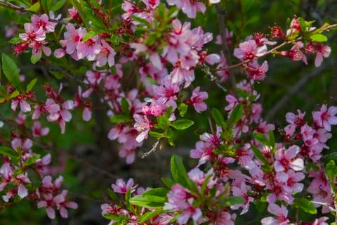 Blossoming of the cherry-tree. Foto stock