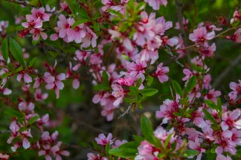 Blossoming of the cherry-tree. Stock Photos