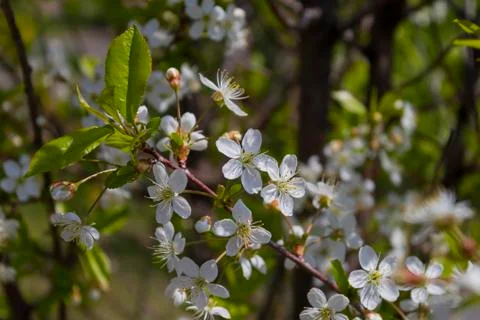 Blossoming of the cherry-tree. Stock Photos