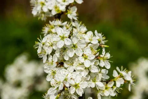 Blossoming cherry tree Stock Photos
