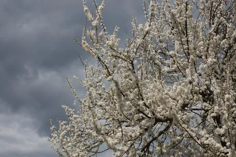 A Blossoming Cherry Tree Stock Photos