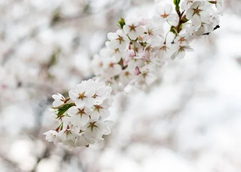 Blossoming cherry tree Foto stock