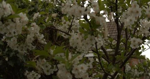 Blossoming cherry tree Stock Photos
