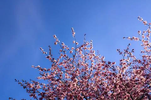 Blossoming cherry tree reaching to clear skies Stock Photos