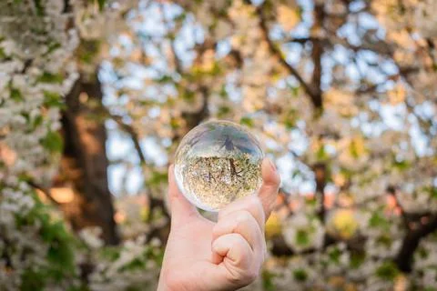 Blossoming cherry tree reflection in a lens ball held by a woman's hand Stock Photos