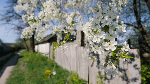 Blossoming cherry tree at rural scene Stock Footage 128898317