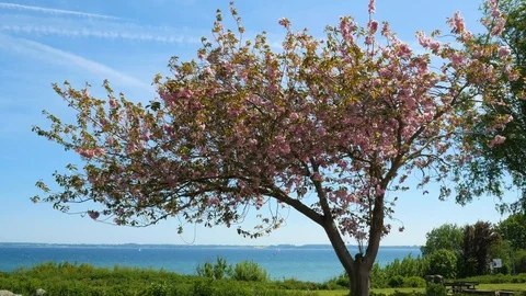 Blossoming cherry tree by the sea Stock Footage 90863246