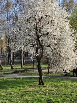 Blossoming cherry tree in spring park Stock Photos