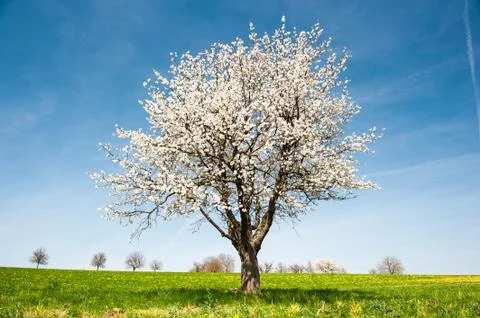Blossoming cherry tree in spring Stockfoto's