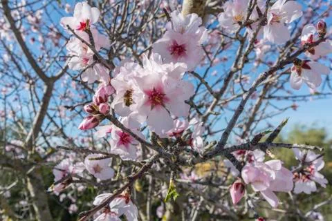 Blossoming cherry tree in spring Stock Photos