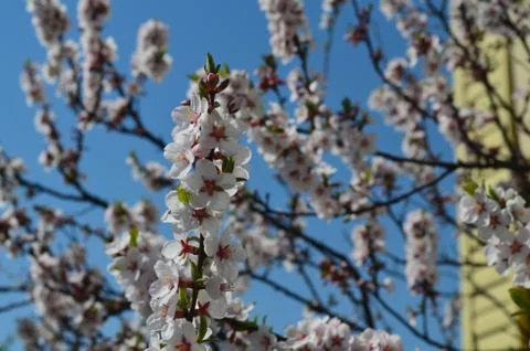 Blossoming cherry tree in spring Stock Photos