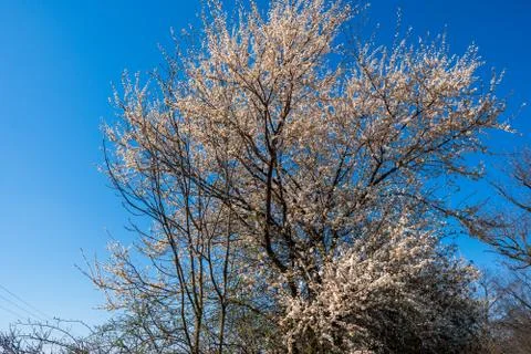 Blossoming cherry tree in spring Stock Photos