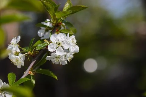 Blossoming cherry tree in spring. Stock Photos