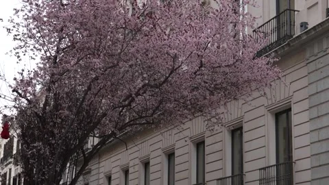 Blossoming cherry tree standing alongside a traditional apartment building with Stockbeeldmateriaal 336804536