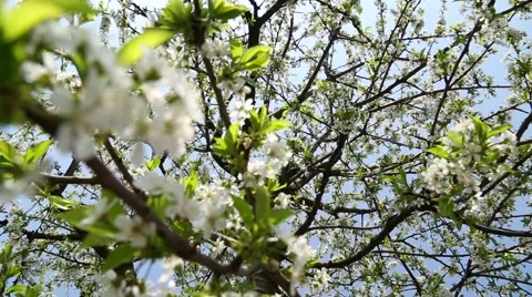 Blossoming cherry tree top Stock-Footage 49052431
