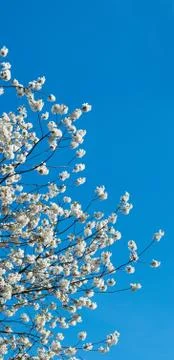Blossoming cherry-tree twig Stock Photos