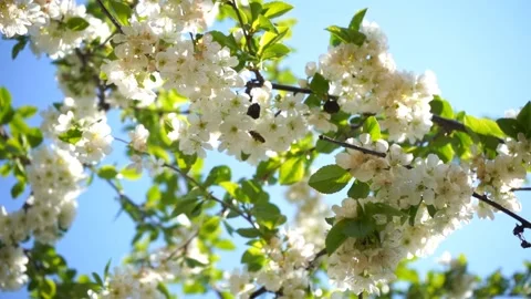 Blossoming cherry tree with white flowers and honey bee gathers nectar Stock Footage 132935981