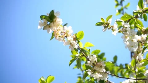 Blossoming cherry tree with white flowers and honey bee gathers nectar Stock Footage 132935984