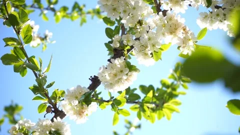 Blossoming cherry tree with white flowers and green leaves in sunny day	 Stock Footage 132935986