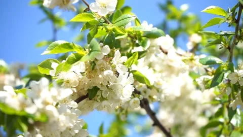 Blossoming cherry tree with white flowers and green leaves in sunny day	 Stock Footage 132935989