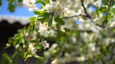 Blossoming cherry tree with white flowers and green leaves in sunny day	 Stock Footage 132935990