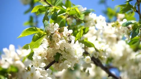 Blossoming cherry tree with white flowers and honey bee gathers nectar Stock Footage 132935994