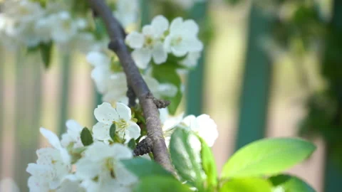 Blossoming cherry tree with white flowers and green leaves in sunny day	 Stock Footage 132936227