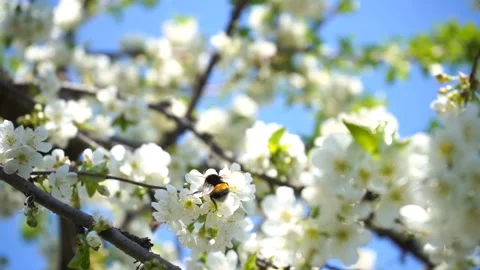 Blossoming cherry tree with white flowers and bumble bee gathers nectar in sunny Stock Footage 132936239