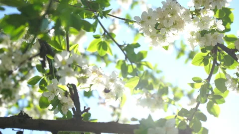 Blossoming cherry tree with white flowers and honey bee gathers nectar Stock Footage 132936249