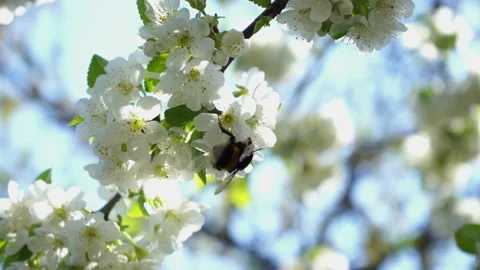 Blossoming cherry tree with white flowers and bumble bee gathers nectar in sunny Stock Footage 132936363