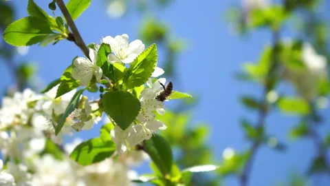 Blossoming cherry tree with white flowers and honey bee gathers nectar Video stock 132936437