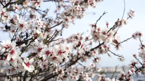 Blossoming cherry tree, white flowers, nature background Stock Footage 236993689